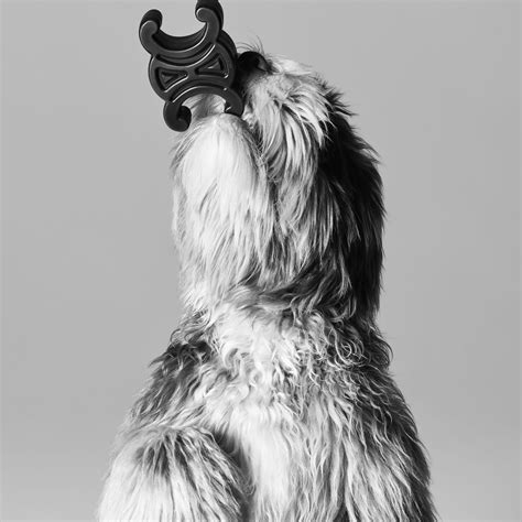 Introducing Hedi Slimane’s new dog accessories for .